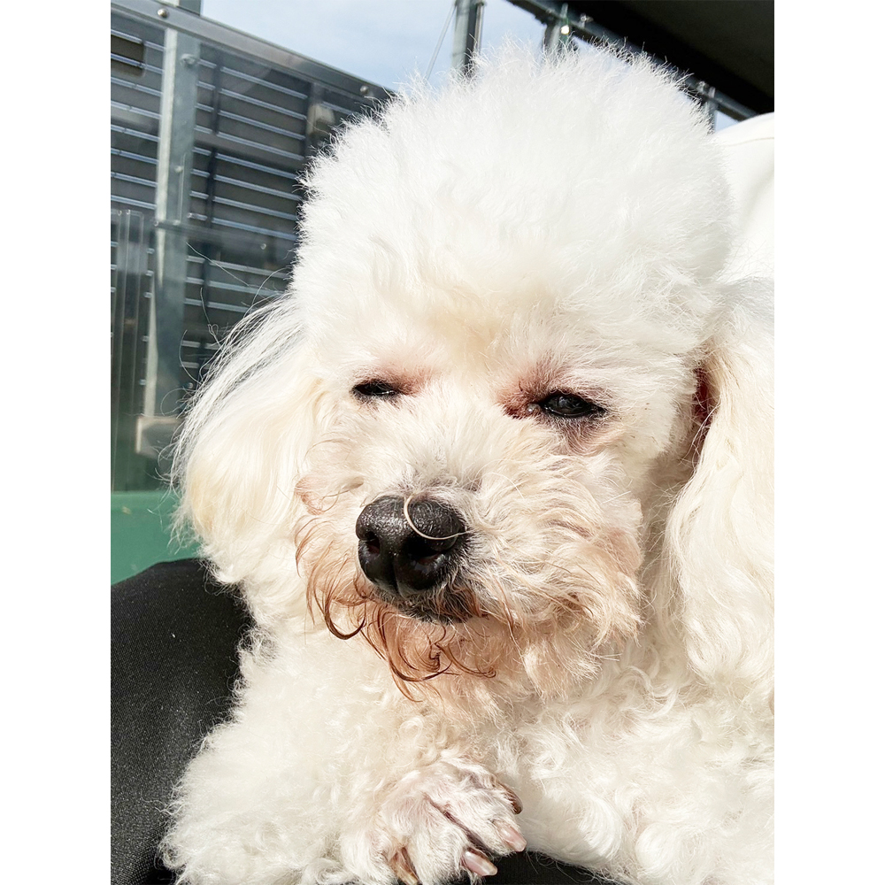 生徒が撮影したモデル犬たちの写真③